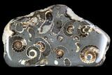 Polished Ammonite Fossil Slab - Marston Magna Marble #63832-1